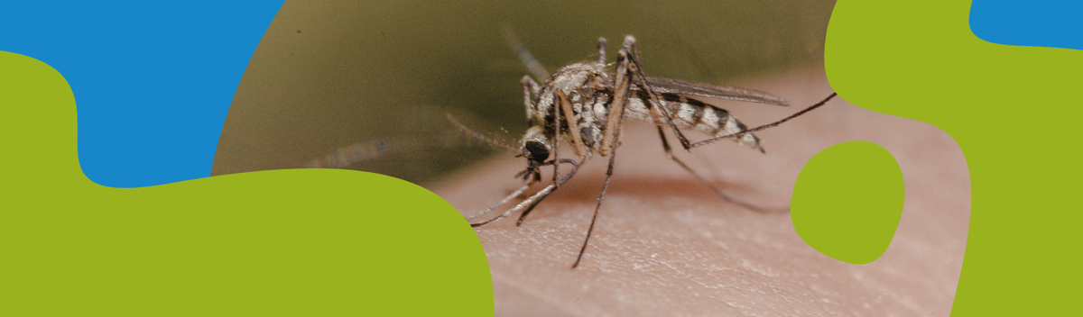 Mosquito Bites: Why They Itch & How to Treat Them