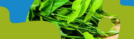 Gurmar (Gymnema Sylvestre): Benefits & Uses Guide